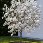 Magnólia hviezdicokvetá (Magnolia stellata) ´ROYAL STAR´ - výška 50-70 cm, kont. C3L 